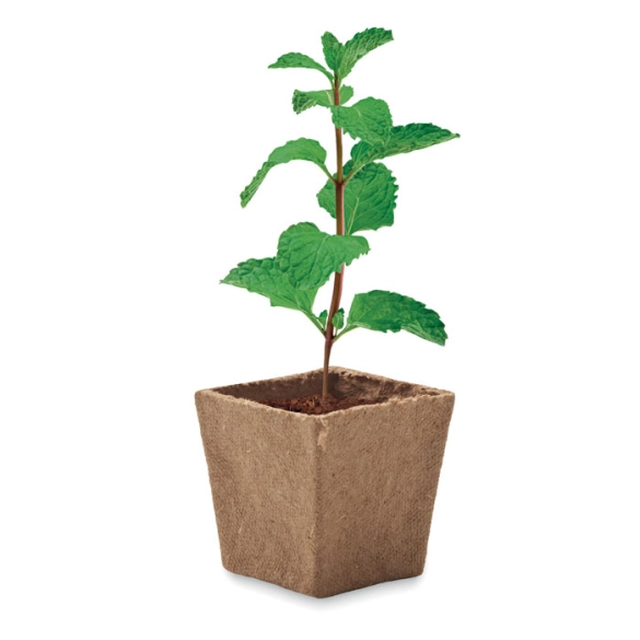 MINT KIT, Kit de graines de menthe