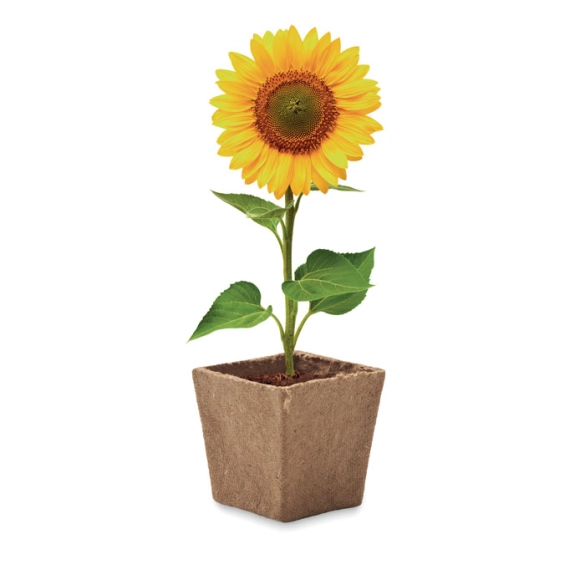 SUNFLOWER KIT, Kit de tournesol